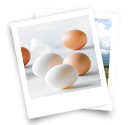 About Egg